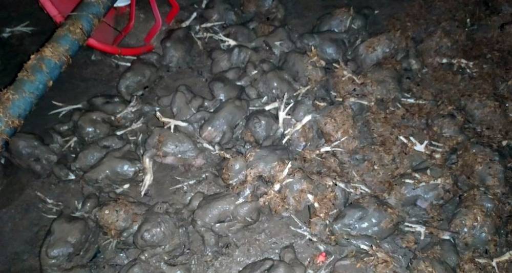 Yağış o ilçeyi de vurdu: Tavuk çiftliğini su bastı 20 bine yakın civciv telef oldu
