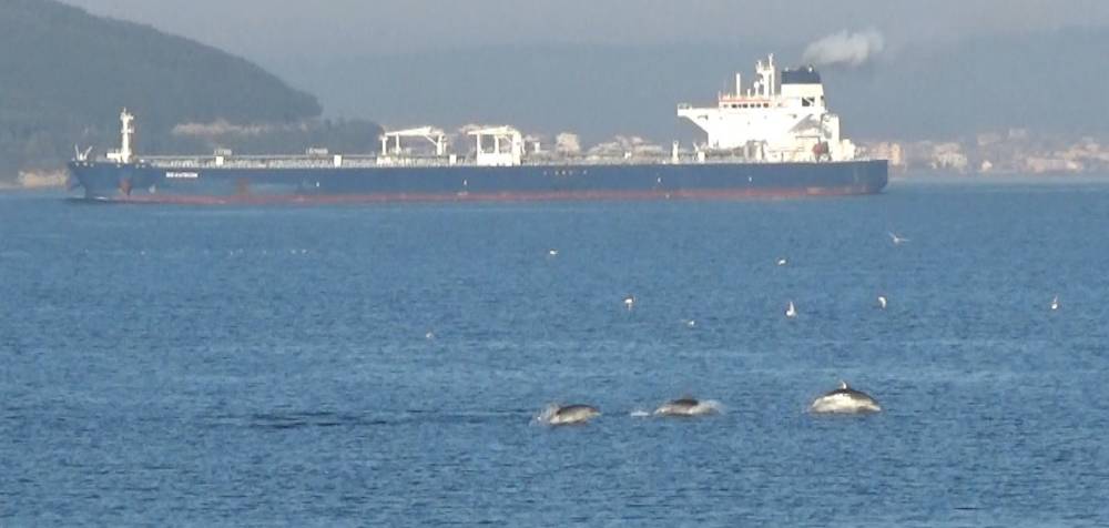 Çanakkale Boğazı’nda yunuslardan görsel şölen