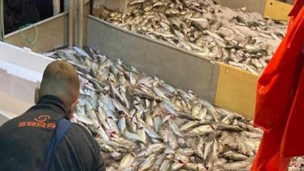 Balıkesir Erdek'te 10 bin lüfer balığı yakalandı