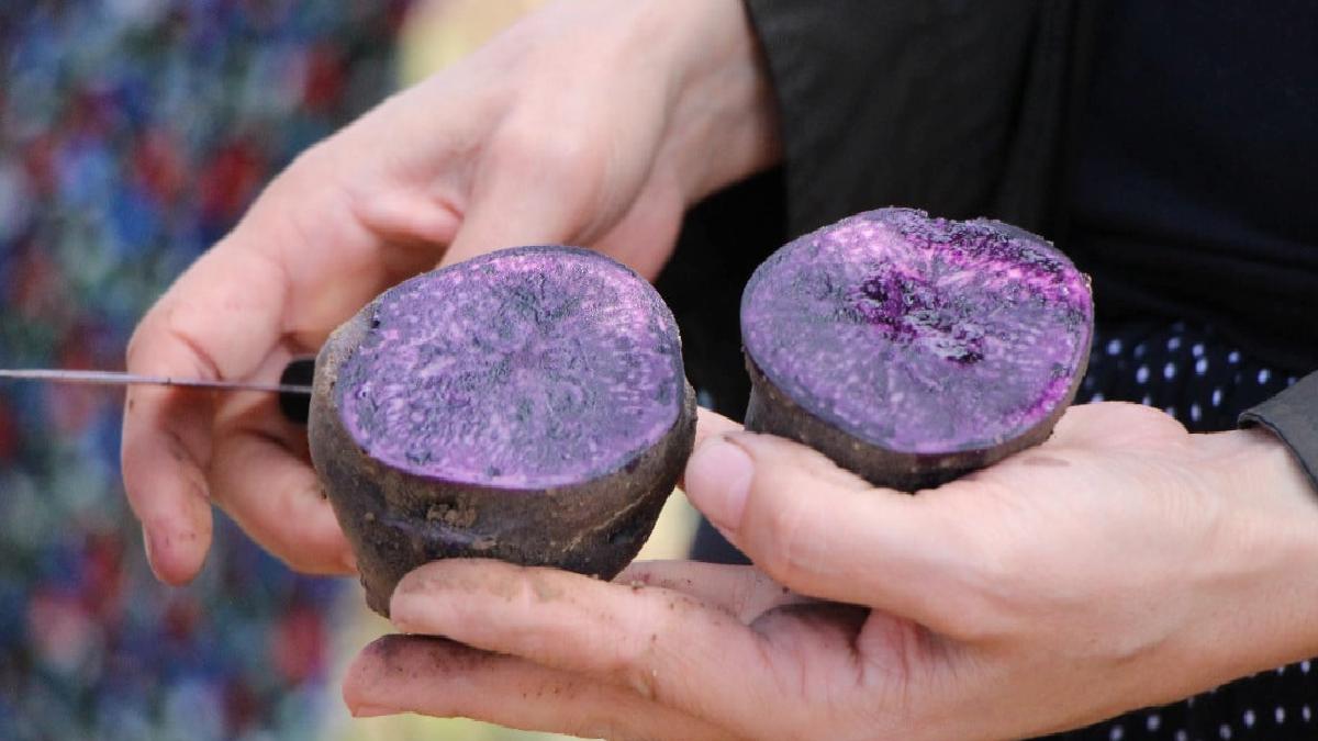 Erzurum'da üretilecek! Mor patates üretimi Anadolu'ya yayılıyor