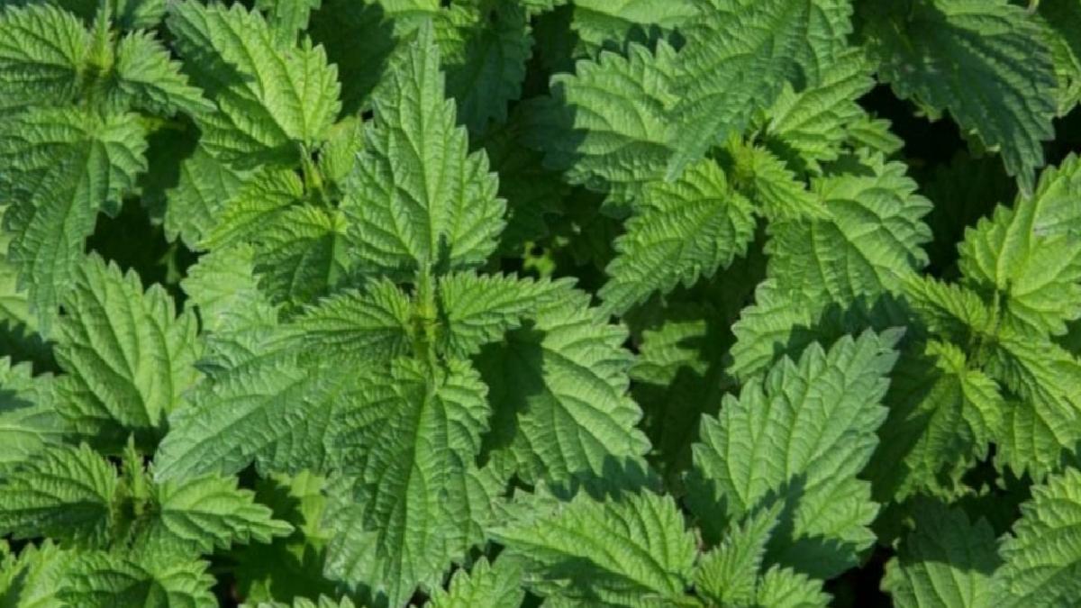 İbn-i Sina’nın şifalı bitkisi! Yapraklarını limon ve balla karıştırın, bakın neler oluyor
