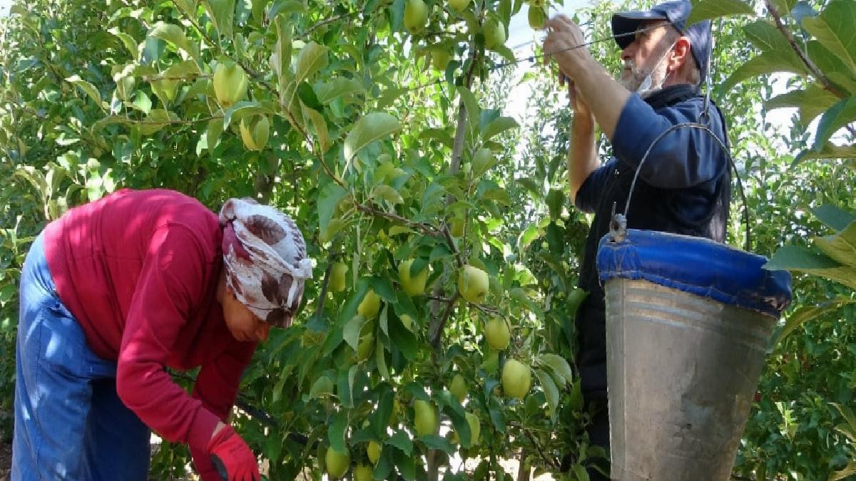 Isparta'da 1 milyon 250 bin ton elma rekoltesi bekleniyor