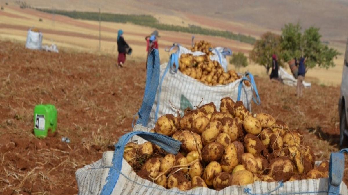 Malatya’nın Darende ilçesinde patates hasadı başladı