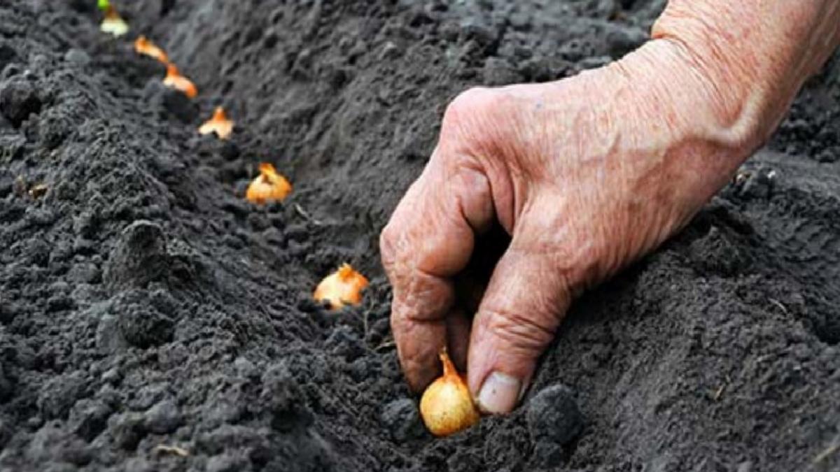 Ödemeler bugün başlıyor! 75,8 milyon liralık tarımsal destekleme