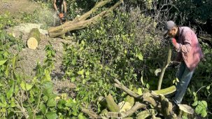 Adana'da narenciye ağaçta kaldı: Para kazanamayan üretici ağaçları kesiyor