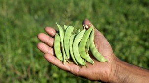 Atıl araziler üretime kazandırıldı! Muş'ta 200 milyon lira gelir sağlandı