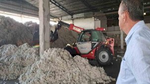 Aydın'da depolara rekor pamuk girişi yaşanıyor