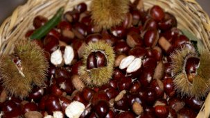 Aydın'da sezonun ilk kestanesi 350 liradan satıldı