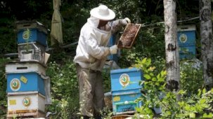 Bal üretimi artıyor! Türkiye'de 752 bal ormanı kuruldu