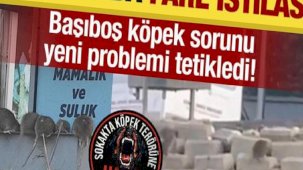 Başıboş köpek sorunu yeni sorunu tetikledi! İstanbul’da fare istilası