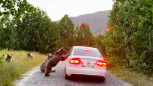 Bitlis'te kış ayları öncesi Nemrut'a giden vatandaşları ayılar karşılıyor