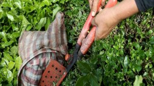 Çayın ihracatı 9 ayda yüzde 23 arttı