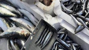 Denetimlerde yakalanan balıklar sosyal yardım kurumlarına gönderiliyor