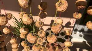 Denizli’nin Buldan ilçesinde cennet hurmaları kışa hazırlanıyor