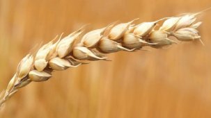 Dünyada buğday 3 yılın en düşük seviyesini gördü