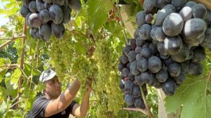 Elazığ'da üzüm rekoltesi beklentisi: 80 bin ton