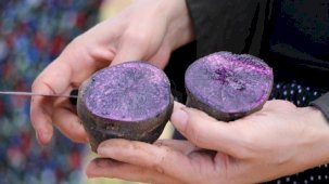 Erzurum'da üretilecek! Mor patates üretimi Anadolu'ya yayılıyor