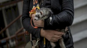 Gelincikler artık Türkiye'de de ev hayvanı oldu