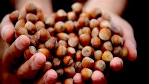 Giresun'da fındık alımı serbest piyasada 107 lira