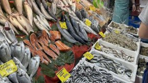 Hamsi bolluğu sürüyor