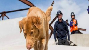 Hayvanlar gerçekten doğal afetleri tahmin edebilir mi