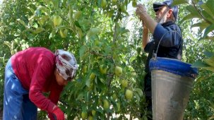 Isparta'da 1 milyon 250 bin ton elma rekoltesi bekleniyor