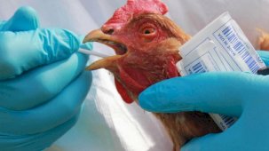 Kanatlı virüs aktifleşti! 25 yıllık kabus sıçramaya başladı