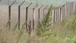 Karabağ'da Ermenilerin ektiği 100 hektardan fazla hint keneviri tarlası bulundu