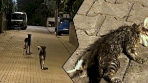 Köpek terörü tekrar hayvanları vurdu... Yavru kediyi parçaladılar!