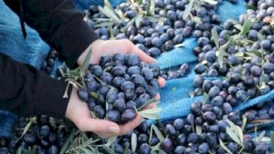 Marmarabirlik ürün alım fiyatlarını güncelledi