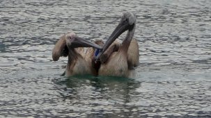 Mersin'de oltaya takılan iki pelikanı balıkçılar kurtardı