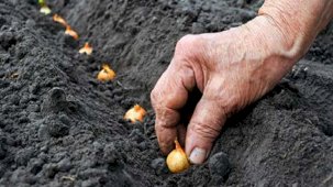 Ödemeler bugün başlıyor! 75,8 milyon liralık tarımsal destekleme