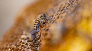 Organik arıcılık yapanlara kovan başına 30 lira destek