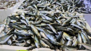 Rizeli balıkçılar, bol balık için havaların soğumasını bekliyor