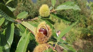 Samsun’da defneden 16,5 milyon, kestaneden 2,4 milyon TL gelir