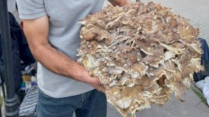 Sinop'ta kestane ararken 17 kiloluk dev mantar buldu