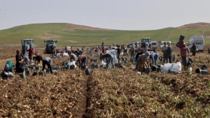 Sivas'ta patates hasadı başladı