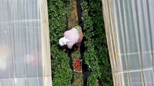 Tarım ürünleri üretici fiyatları eylülde aylık yüzde 4,47 arttı