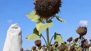 Trakya'daki yağlık ayçiçeği destek tutarı artırıldı
