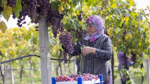Üretici memnun! Sakarya'da üzüm hasadı başladı