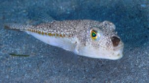 Uzmanlar uyardı: Akdeniz'deki balon balıklarını yemeyin