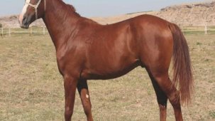 Yarış atı Özgünhan'ın yavrusu Eflah rekor fiyata satıldı