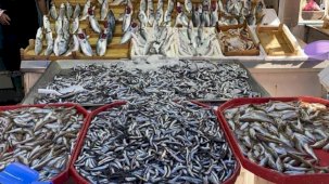 Zonguldak'ta hamsiler balık tezgahlarını süslüyor