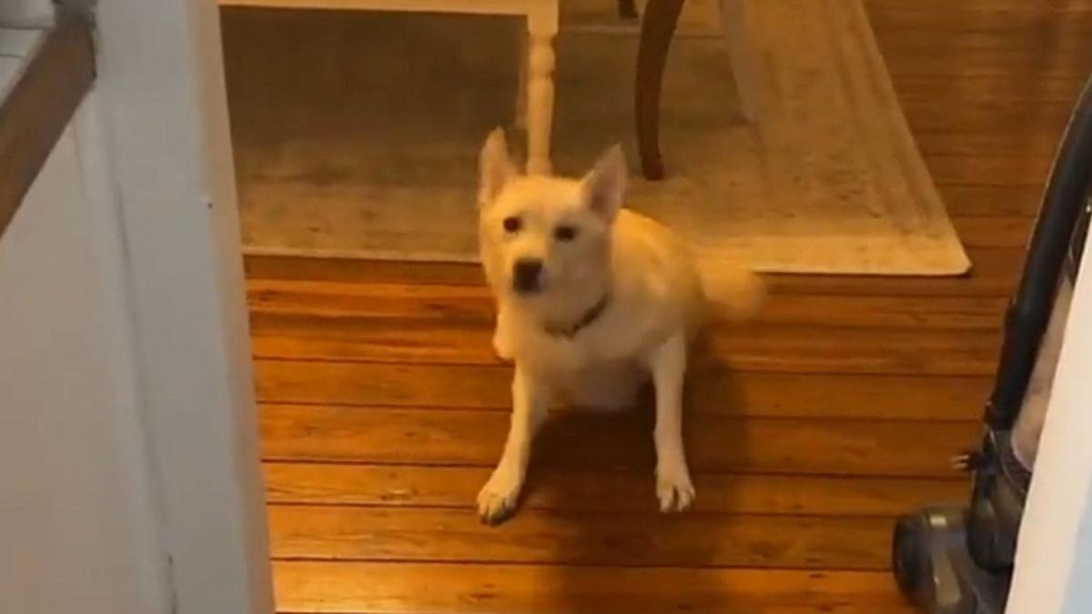 ABD'de evde yalnız kalan köpek içki içti: Ayakta duramadı