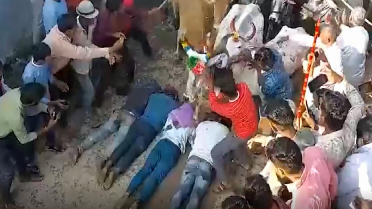 Hindistan'da inekler, yere yatanların üzerinden geçti