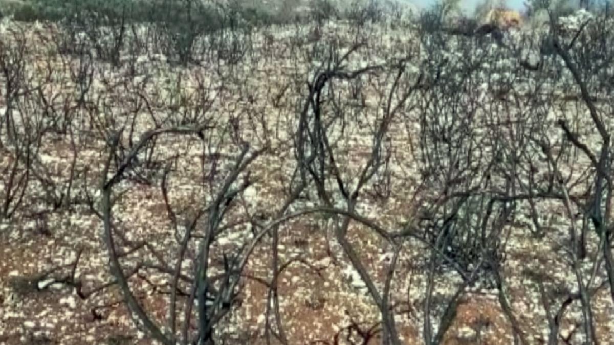 İsrail'in Lübnan'a saldırıları: 40 bin zeytin ağacı yandı
