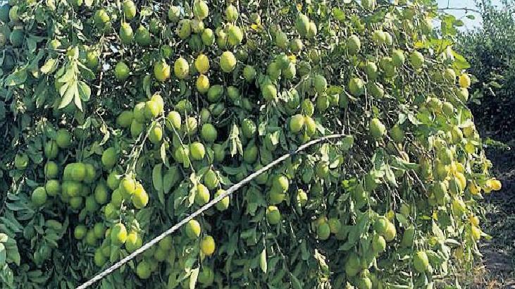 Limon çiftçinin yüzünü ekşitti
