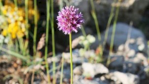 Adana'da keşfettiği bitkiye babasının adını verdi