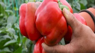 Antalya'da örtüaltı hasadı sürüyor: Fiyatlarda yüzde 50 düşüş