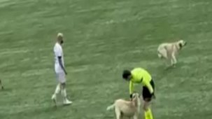 Ardahan'da köpekler sahaya girdi, hakem maçı durdurdu